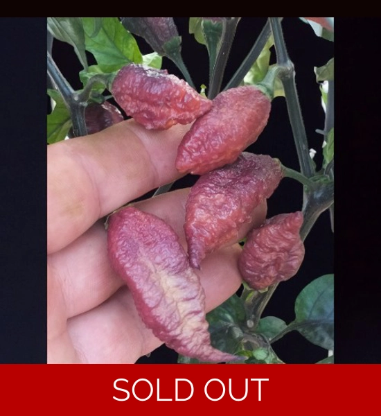 CRAZY BOY pink cream (10+seeds)